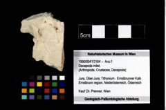 Foto (Objekt + Etikett) von Decapoda indet.  (NHMW-GEO-1990-0041-3184)